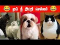 😂🐕🐈களத்துல இறங்கு டா கைப்புள்ள... 😂🐕🐈#viral #trending #comedy #funnyanimalvideos