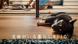 Night routine of a man who lives with 4 Shiba Inu dog [Wild]