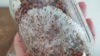 Rhizomorphic Mycelium Growth in Bird Seed Grain Spawn with 3 Step Agar Recipe TEK #Shorts