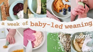 What My 8 Month Old Eats in a WEEK | Baby-Led Weaning + Purees