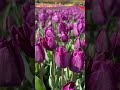 Cantiknya bunga tulip ungu di Australia, bunganya gede gede gitu 🌷🌷🌷🌷🌷🌷