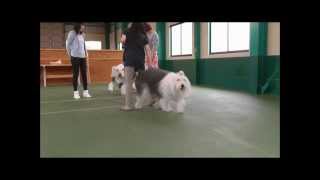 加恋ちゃん家へ　indoor DogRun at Chiba city