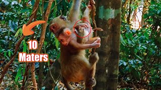 Rainbow go to help..!! Mom teaching baby Newborn Climb a tall tree..