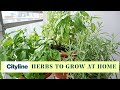 Top 5 herbs to grow in your own home