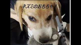 ビーグル犬・タロ　10　おもちゃが冷蔵庫のすきまに！！