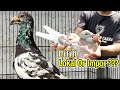 CARA MEMILIH MERPATI POS YANG BAGUS BAGI PEMULA | RACING PIGEON | MERPATI TINGGIAN PEKALONGAN