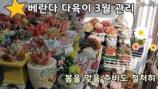 베란다 다육이 3월에 관리하기🍀🌺봄맞이 관리도 철저히 🌸꽃샘추위도 조심!!