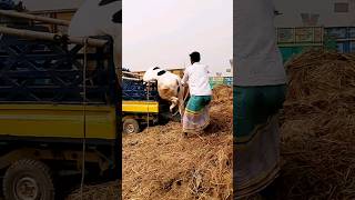 আহ হা রে কি হয়ে গেল😭#cow #bigcow #cowrun #trendingcow #viralcow #youtubeshorts #short #cowshorts