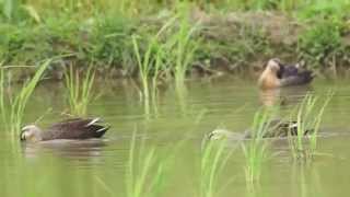 カルガモ Eastern Spot-billed Duck 花嘴鴨 奄美の野鳥