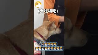 【逗格寵物旅館🐶】#寵物旅館 #狗狗 #寵物料理 #寵物 #shorts #料理對決