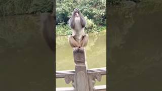 monkey prank 🤣 #ytshorts #ytfeed