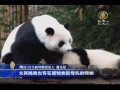 【新唐人 ntd】圓仔轉大人 離開媽媽獨立生活｜圓仔｜貓熊｜圓圓｜動物園