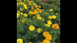 INDUS Marigold