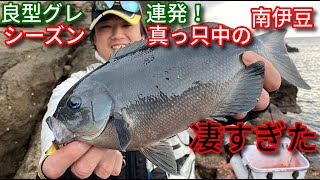 30cm超えのメジナがコッパ扱いの異世界… 【南伊豆沖磯/フカセ/グレ】