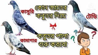 কোন কোন জাতের কবুতর দিয়ে পালা শুরু করবেন