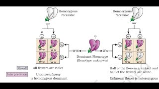 KR Zoology Chapter 3 - Part II online class