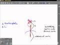 thorax arteries.avi