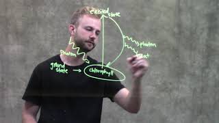 Excitation of Chlorophyll by Light