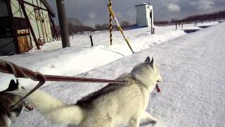 新雪をお散歩する犬たち