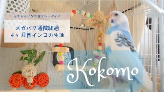 【セキセイインコ】メガバク治療と毎日のルーティン