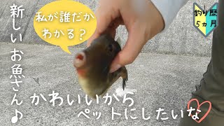 【初心者釣り女子】新しいお魚さん釣ったよ！かわいいからペットにしたい🥺#47