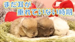 垂れ耳のホーランドロップちゃん♪まだ垂れていない貴重な動画♪