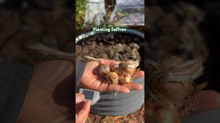 Planting Saffron #gardening  #backyardgarden #backyardgardening #planting