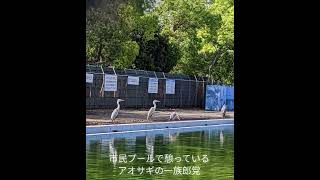 住之江公園大池のアオサギのコロニーのグループのひとつ？