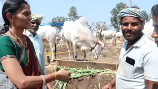 ಉತ್ತರ ಕರ್ನಾಟಕದ ಜಾನುವಾರು ಜಾತ್ರೆಗೆ ಸ್ವಾಗತ... ರೈತರ ಜೀವನ... ಎತ್ತು-ಕರುಗಳೊಂದಿಗೆ