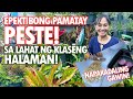 EPEKTIBONG PAMATAY PESTE SA HALAMAN! NAPAKADALING GAWIN! (Oriental Herbal Nutrients) Haydee's Garden