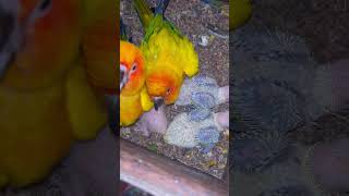 sunconure with babies🥰🥰