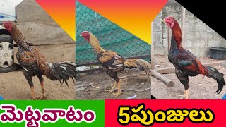 భీమవరం  మెట్టవాటం 5 పుంజులు #90320 75782 #khrfarms