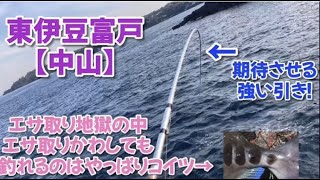 NO.69 東伊豆富戸【中山】引きが強くてまるで筋トレ！未利用魚お持ち帰り！ 2023年5月中旬