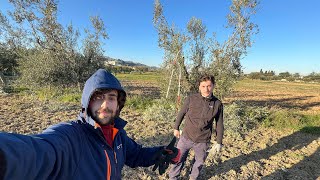 Potatura di produzione Vaso Policonico #olive #pruning #policonico #potaturaolivo