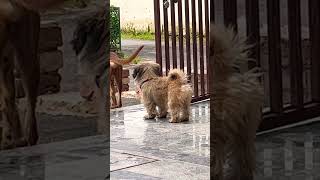 😂🤟एक बार हम कुत्तों से पूछा ek baar hum kutto se pucha  #viral #trending #dog #shorts #video