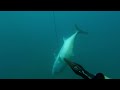 55kg amberjack spearfishing cyprus