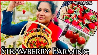 സൗദിയിലെ മനോഹരമായ ഒരു സ്ട്രൗബെറി തോട്ടം|4K |Very Beautiful 🍓 Strawberry Farm in Saudi Arabia| Dammam