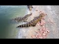 🦀 chinese farmers raise crabs in rice fields hundreds of times more efficiently farming documentary