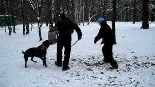 Cane corso.First attack.Fifth lesson.episode5