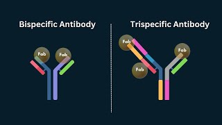 Exploring Bispecific and Trispecific Antibodies: Mechanisms, Therapeutics, and Production