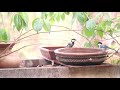 Sparrow Conservation Foundation