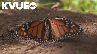 Monarch butterflies to join threatened species list