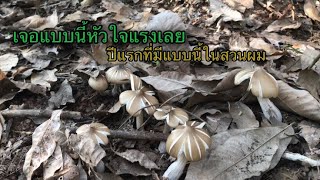 เก็บเห็ดปลวกหรือเห็ดโคนในสวนยางพารา หมานอีกแล้วครับ