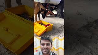 এই কুকুরটি কি শিকারি রে বাবা #foryou #tanding #viralvideo #dog