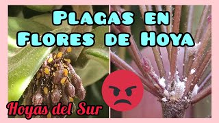 PLAGAS EN FLORES DE HOYA, Clepias, Nácar. Hoyas del Sur.