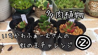 ②いちかわふぁーむさんの虹の玉チャレンジ！多肉植物