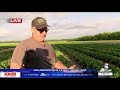 picking strawberries at holland bottom farm