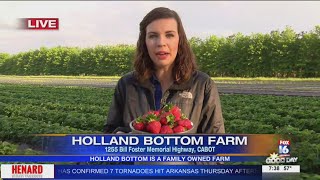 Picking Strawberries at Holland Bottom Farm