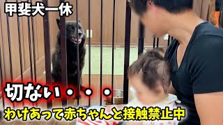 僕は甲斐犬一休をこうやって育ててきました【赤ちゃんと接触禁止中】