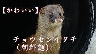 【かわいいイタチ】[Cute] Korea weasel, appeared suddenly.チョウセンイタチ、タヌキ、が突然現れました。